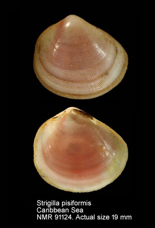 Strigilla pisiformis.jpg - Strigilla pisiformis (Linnaeus,1758)